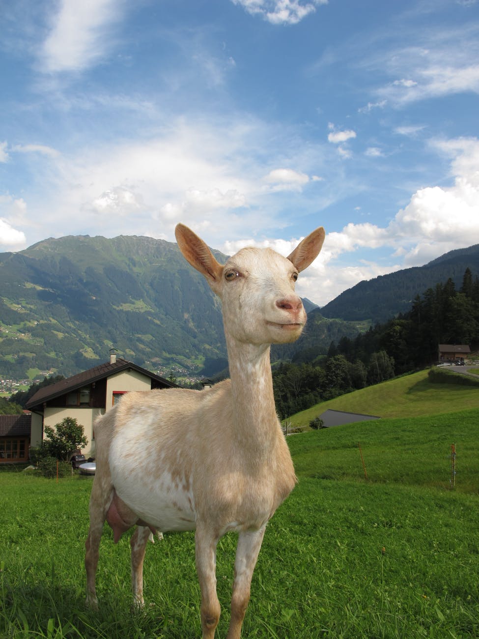 Illustration: a cute goat